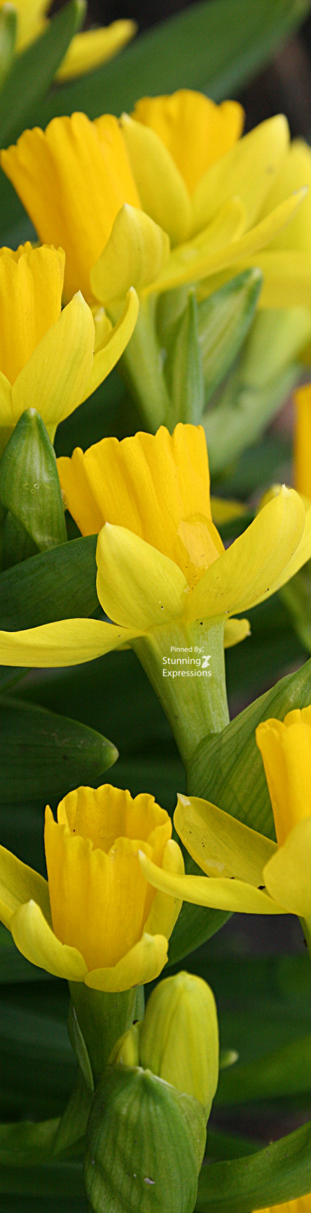 Daffodils March Flowers – Stunning Expressions